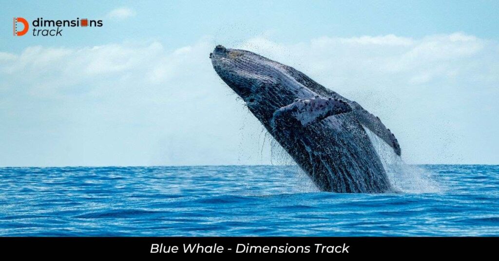 Blue Whale Shark