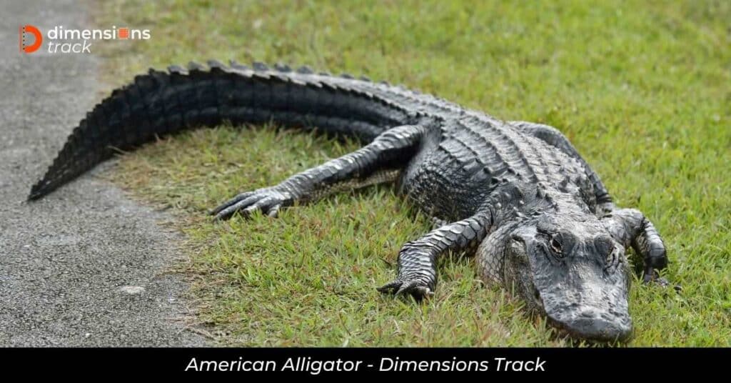 American Alligator