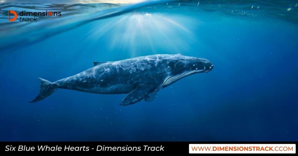 Blue Whale - Ocean's Giants