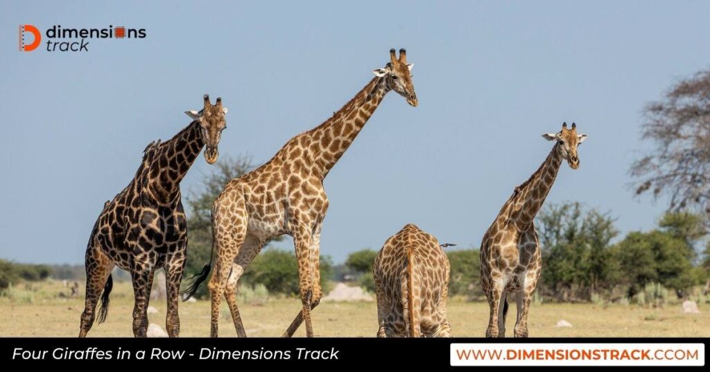 Four Giraffes in a Row