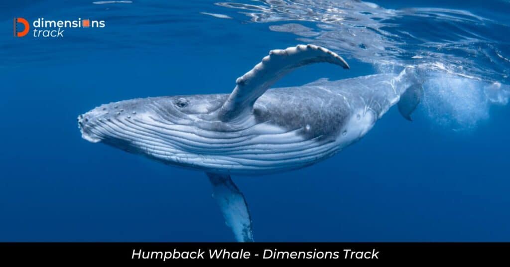 Humpback Whale