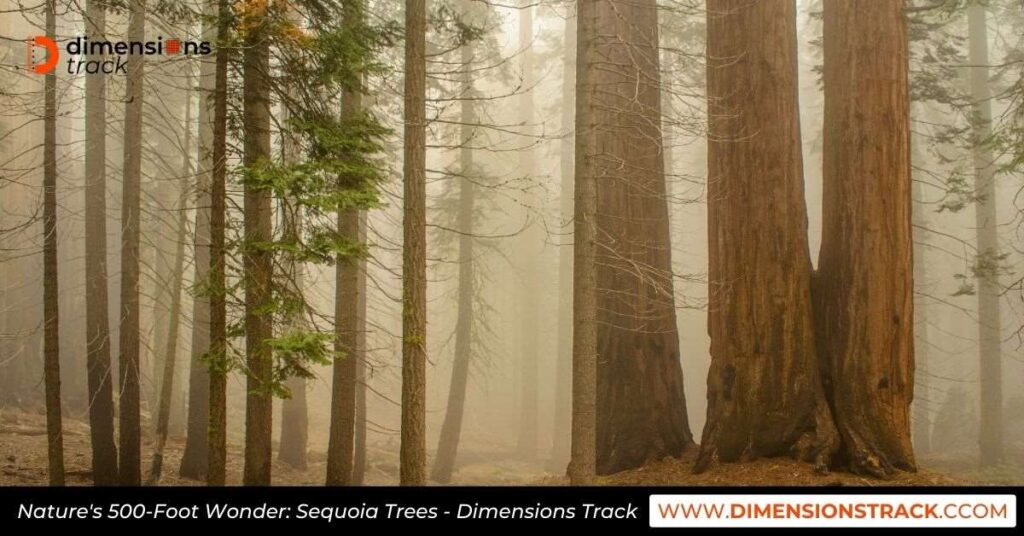 Nature's 500-Foot Wonder Sequoia Trees