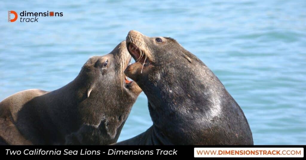 Two California Sea Lions