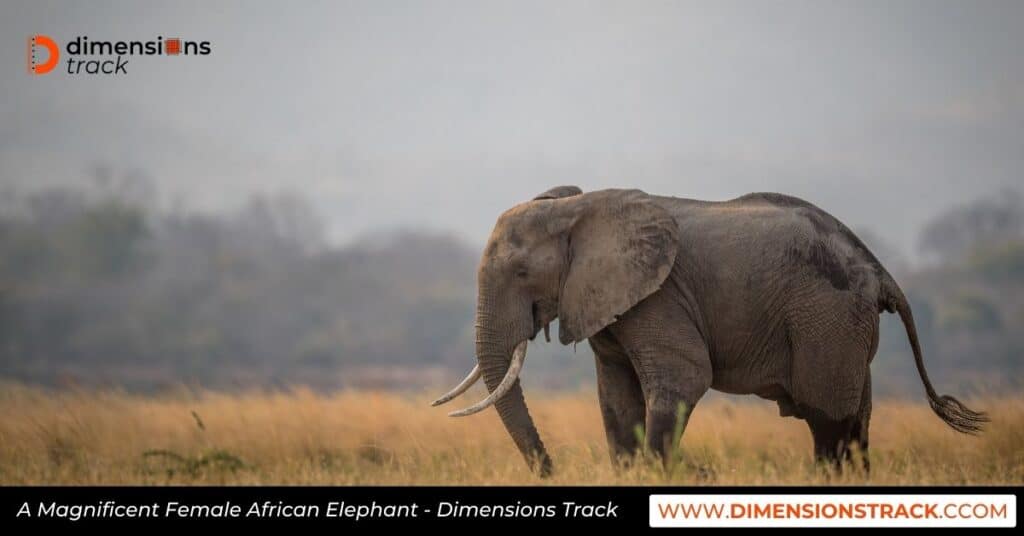 A Magnificent Female African Elephant