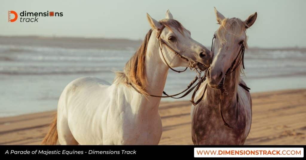 A Parade of Majestic Equines