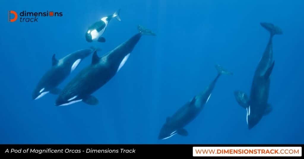 A Pod of Magnificent Orcas