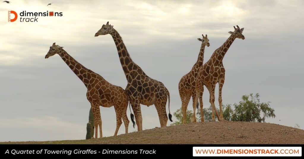 A Quartet of Towering Giraffes