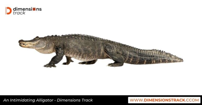 11 Things and Animals That Are 10 Feet Long - Dimensions Track