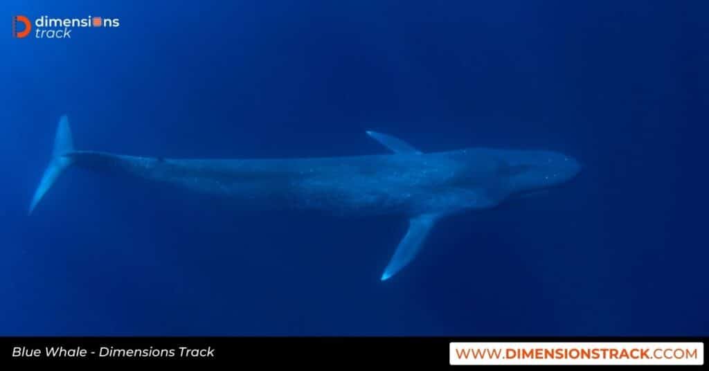 Blue Whale