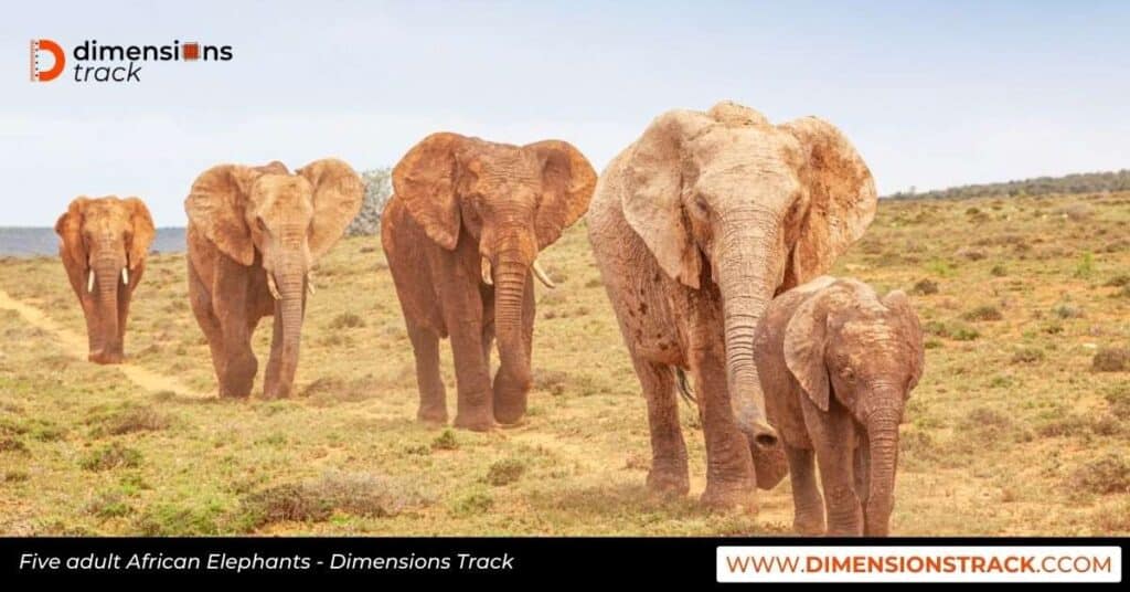 Five adult African elephants