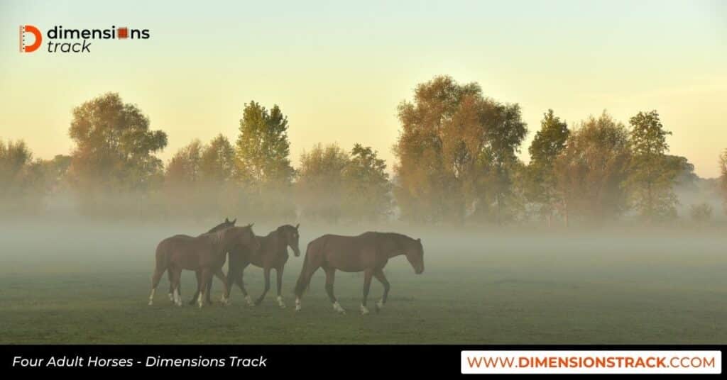 Four Adult Horses