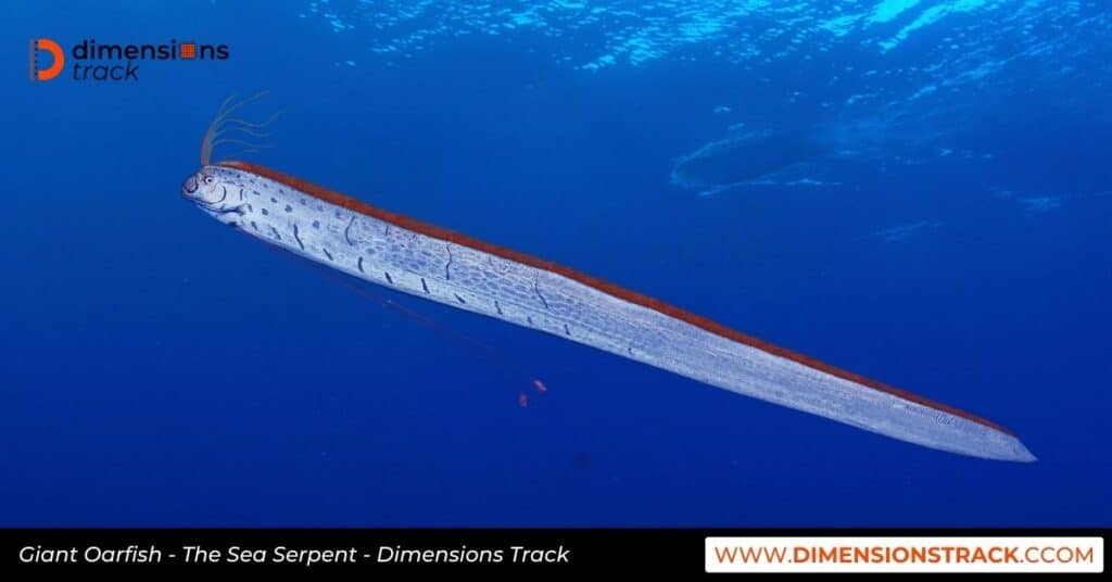 Giant Oarfish - The Sea Serpent