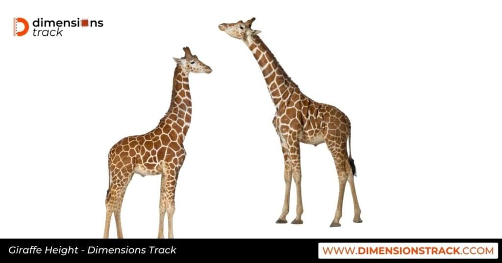 Giraffe Height