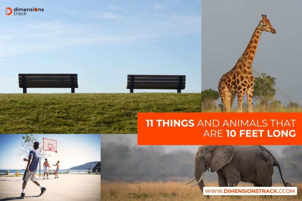 Things and Animals That Are 10 Feet Long