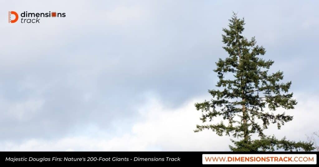 Majestic Douglas Firs: Nature's 200-Foot Giants