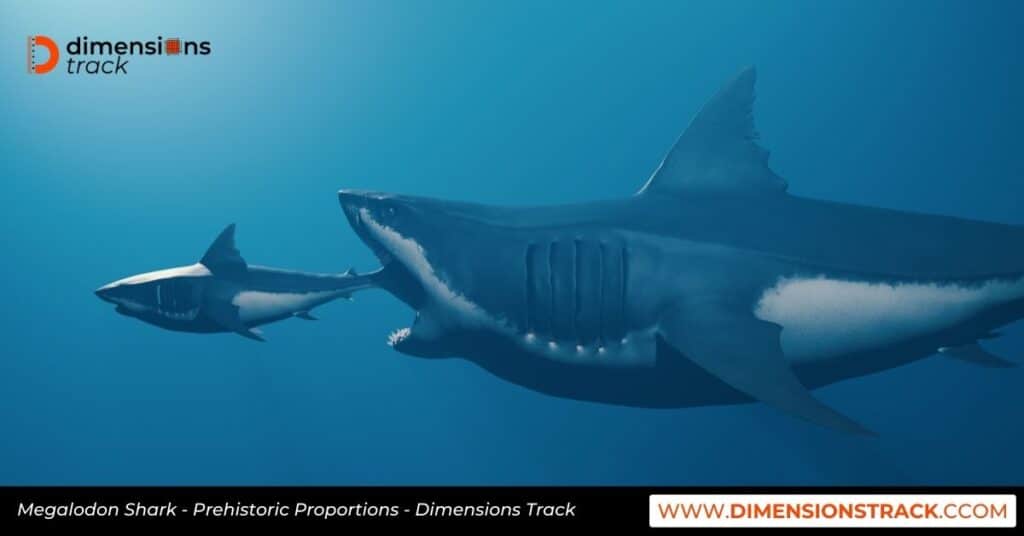 Megalodon Shark - Prehistoric Proportions