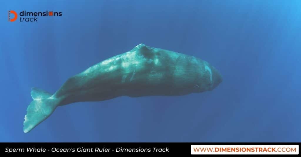 Sperm Whale - Ocean's Giant Ruler