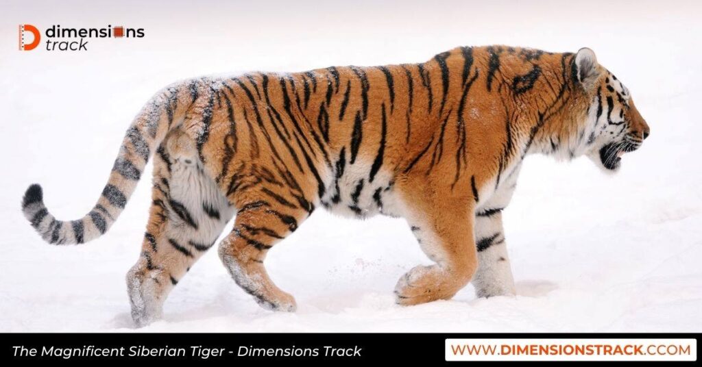 The Magnificent Siberian Tiger