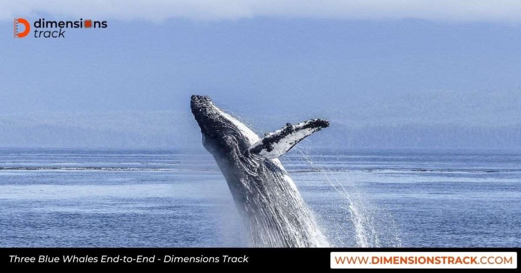 Three Blue Whales End-to-End