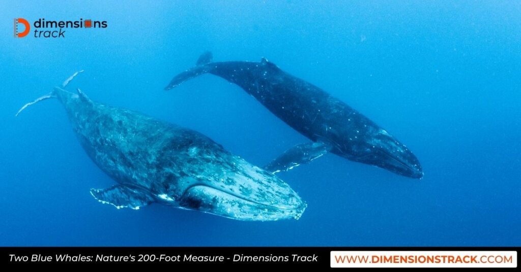 Two Blue Whales: Nature's 200-Foot Measure