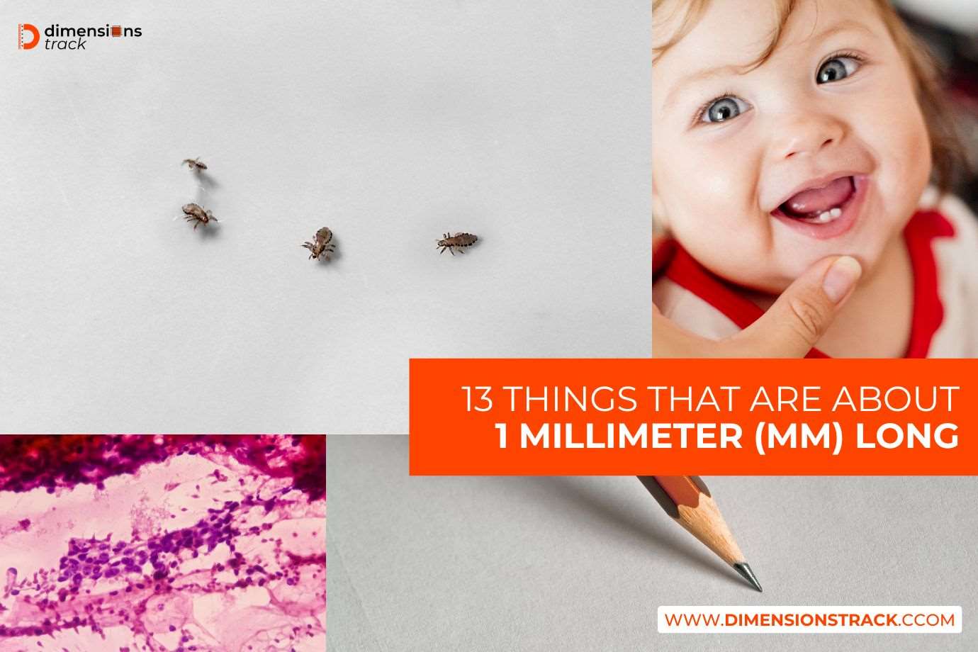 Things That Are 1 Millimeter Long