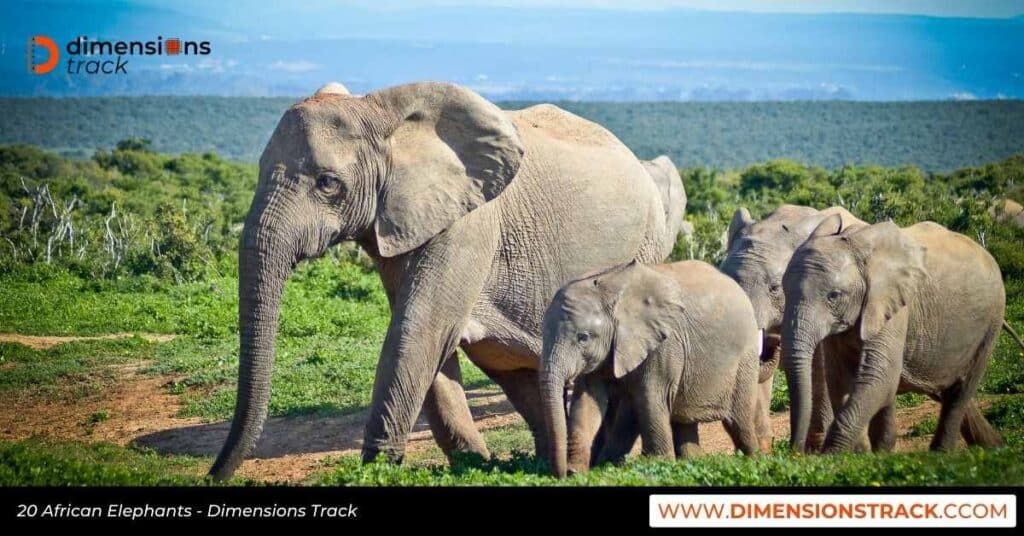 20 African Elephants