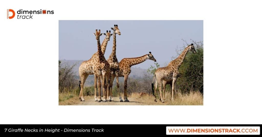 7 Giraffe Necks in Height