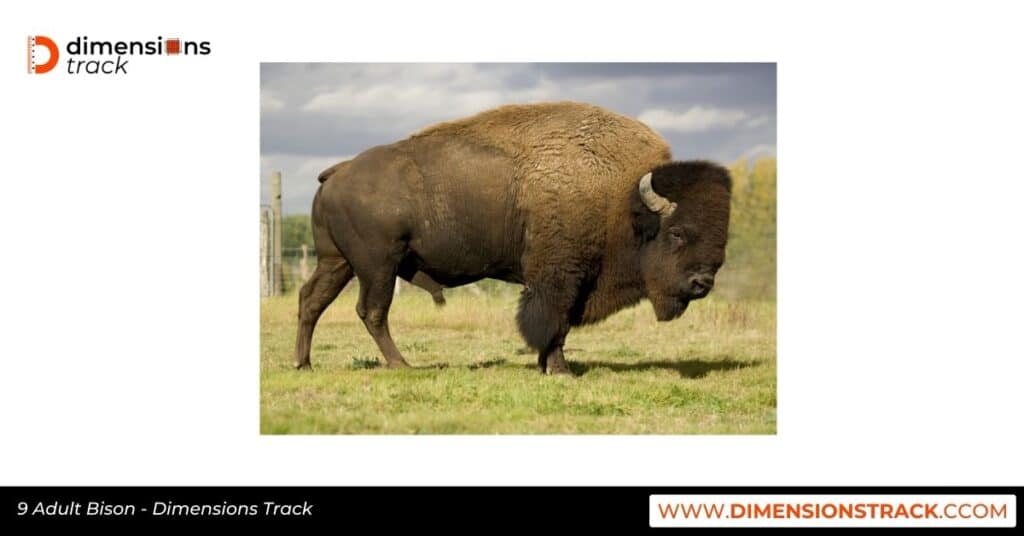 9 Adult Bison