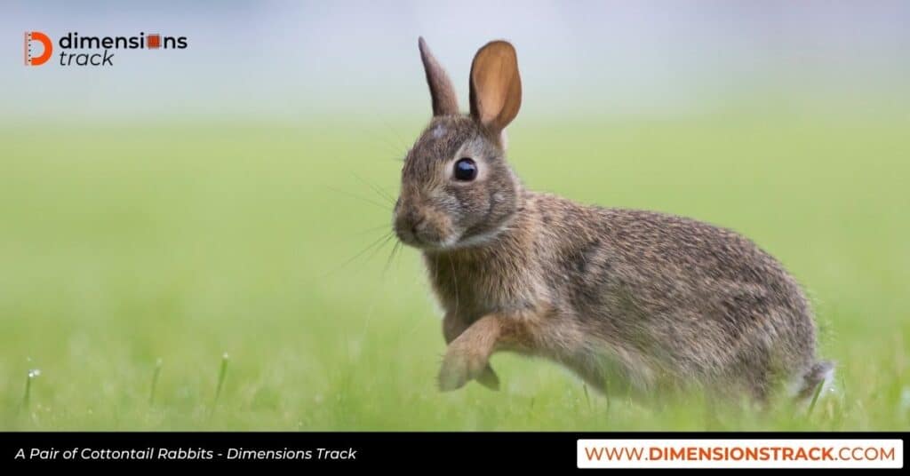 A Pair of Cottontail Rabbits