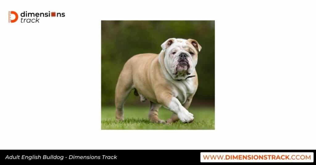 Adult English Bulldog