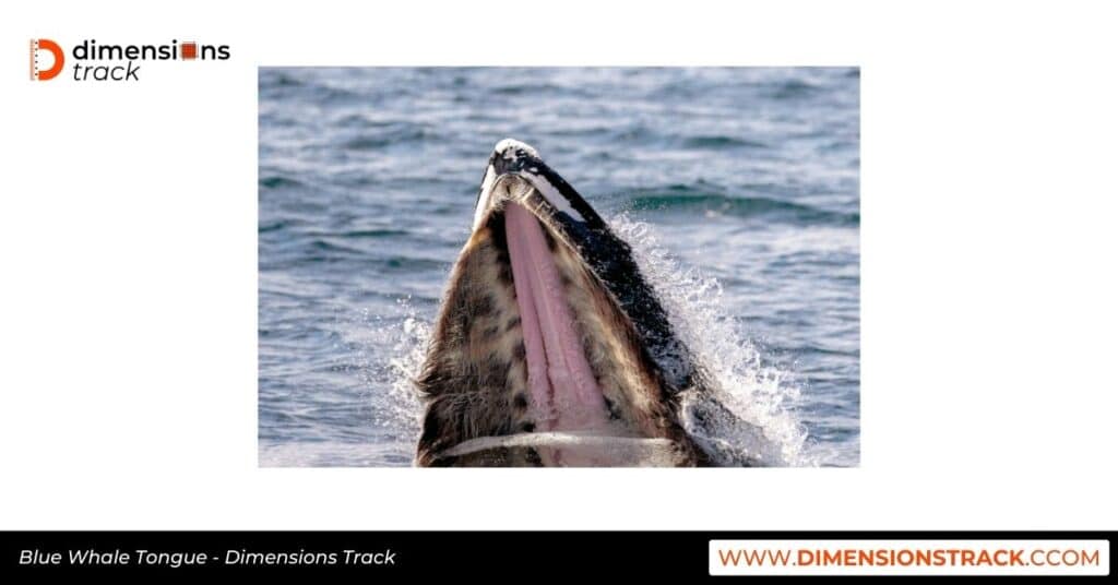 Blue Whale Tongue