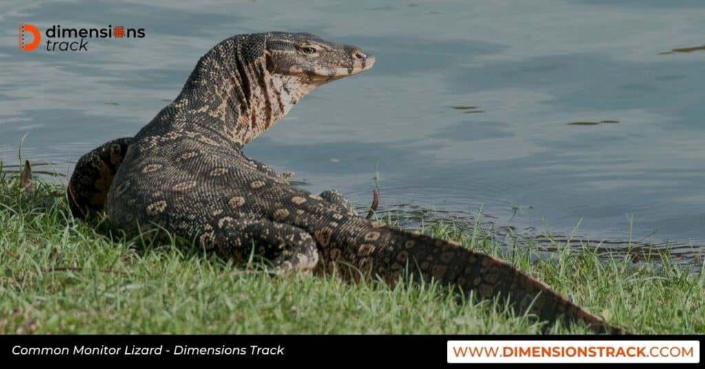 Common Monitor Lizard