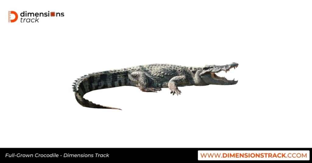 Full-Grown Crocodile