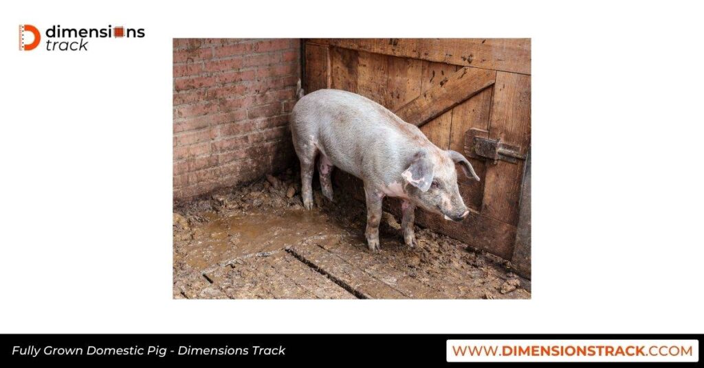 Fully Grown Domestic Pig