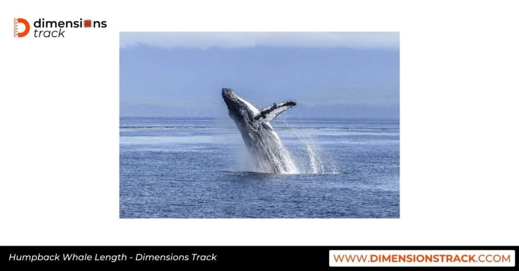 Humpback Whale Length