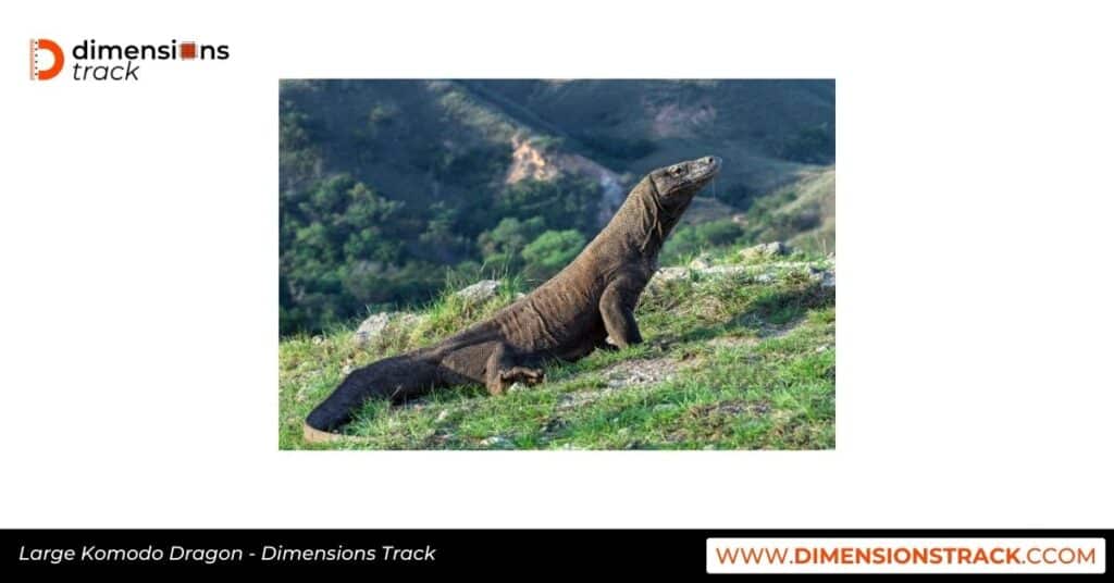 Large Komodo Dragon