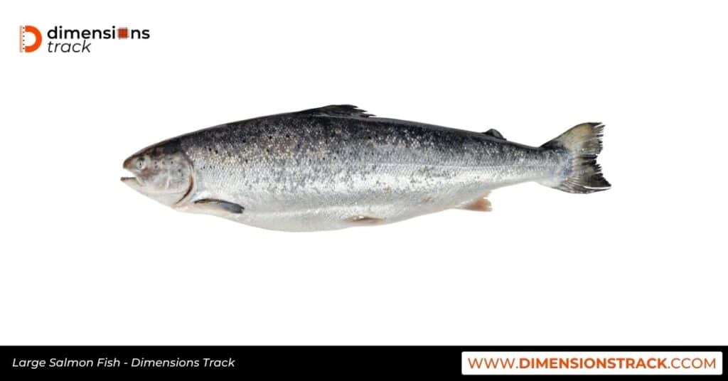 Large Salmon Fish