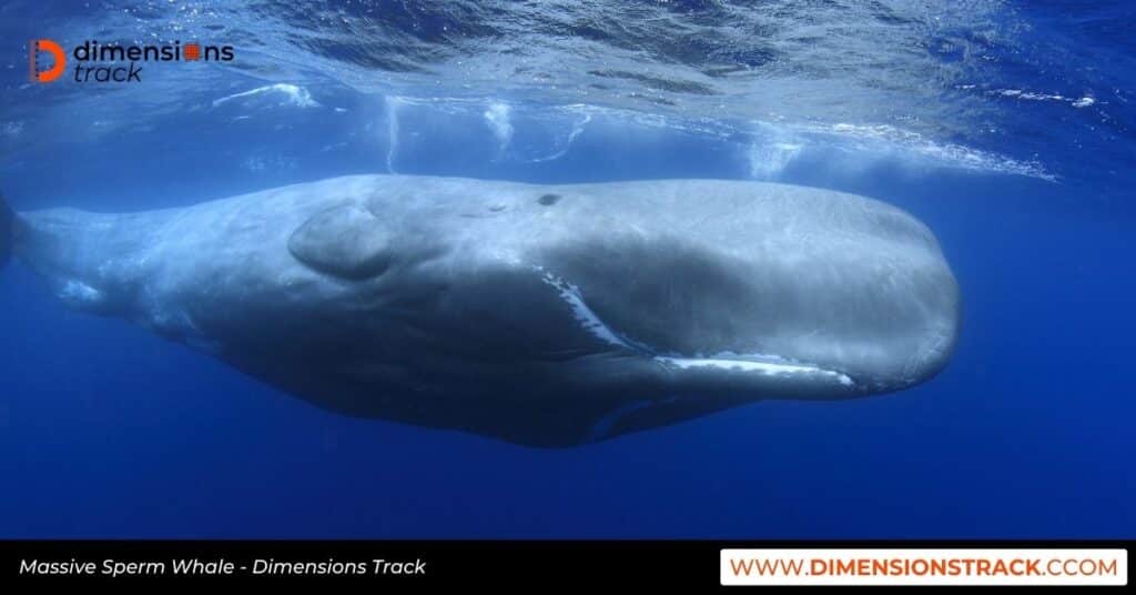 Massive Sperm Whale