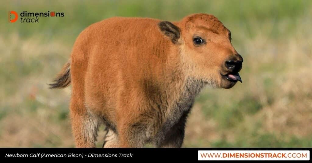 Newborn Calf (American Bison)