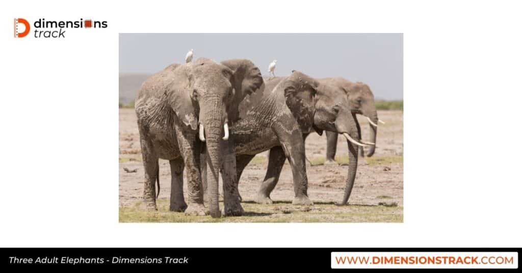 Three Adult Elephants