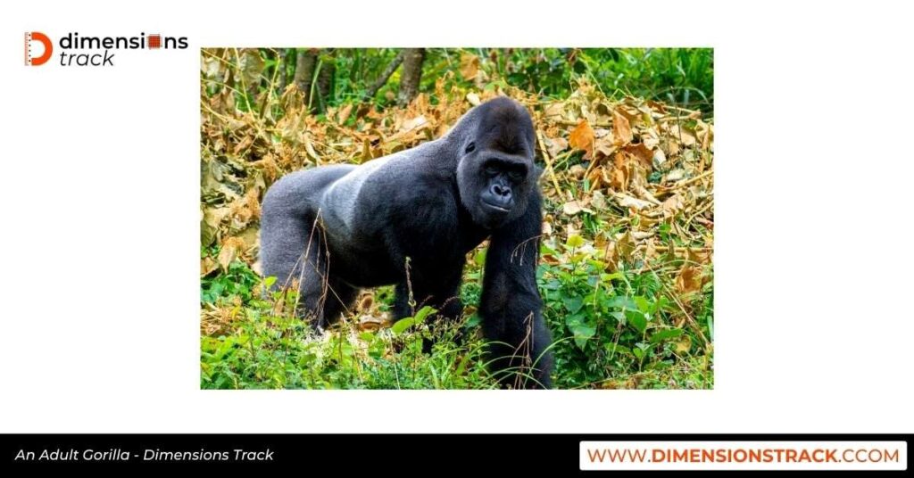 An Adult Gorilla