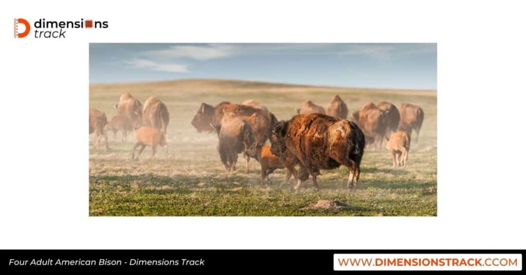 Four Adult American Bison