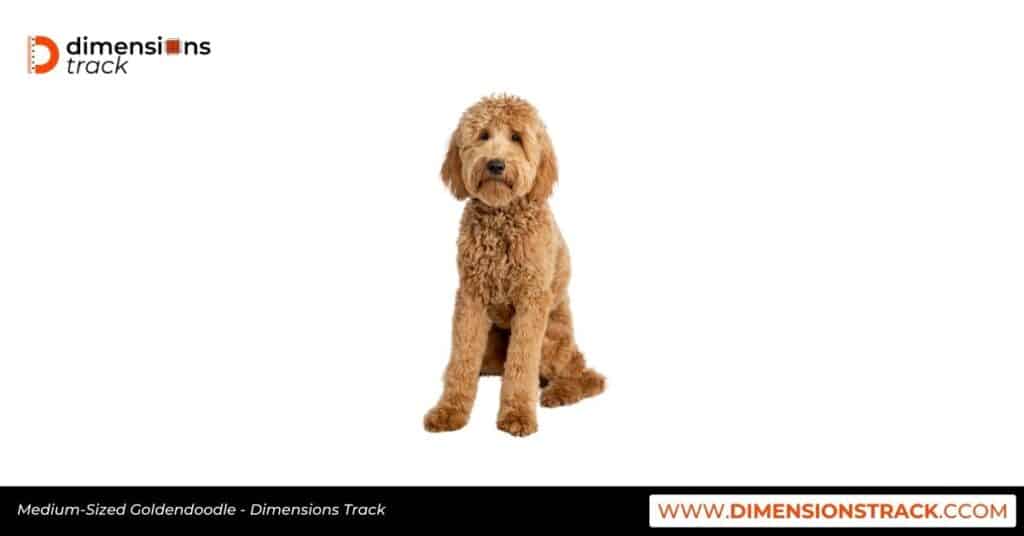 Medium-Sized Goldendoodle