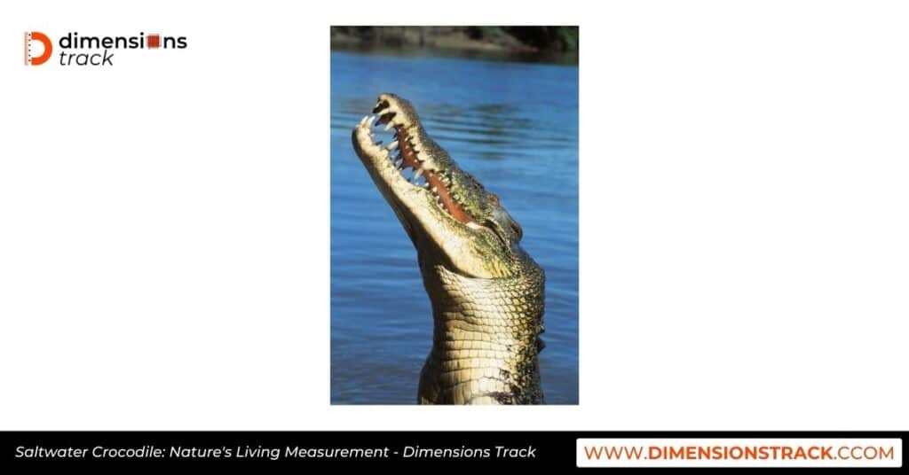 Saltwater Crocodile: Nature's Living Measurement