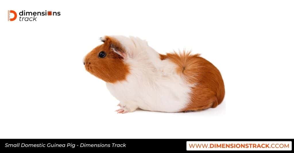 Small Domestic Guinea Pig