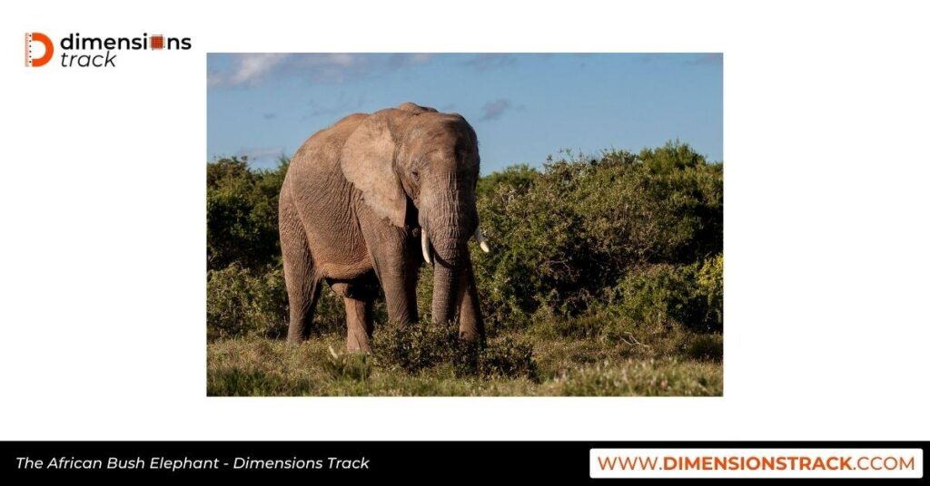 The African Bush Elephant